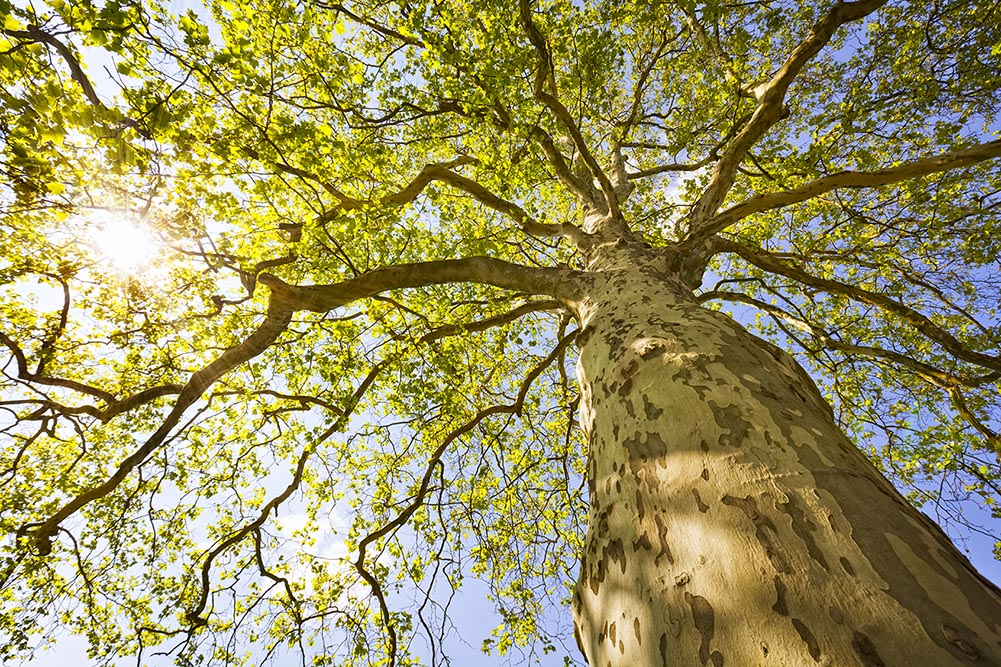 sunshine tree